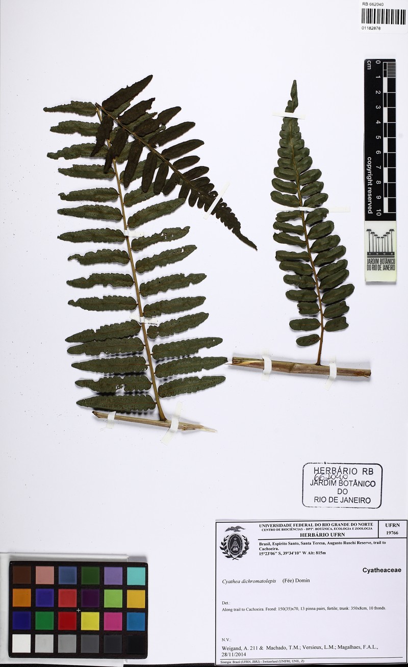 Cyathea dichromatolepis photo 4