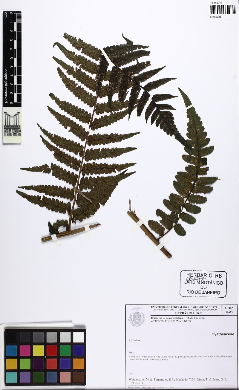 Cyathea dichromatolepis photo 5