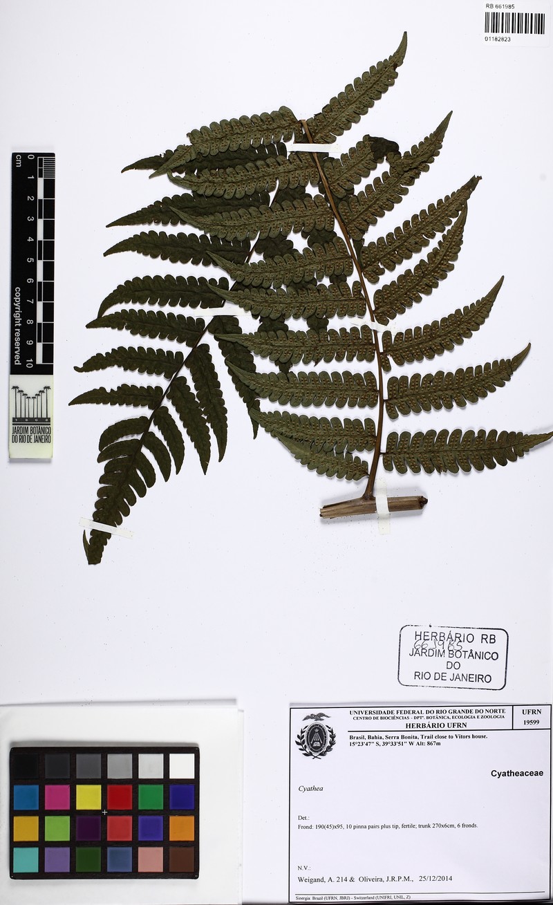 Cyathea dichromatolepis photo 6