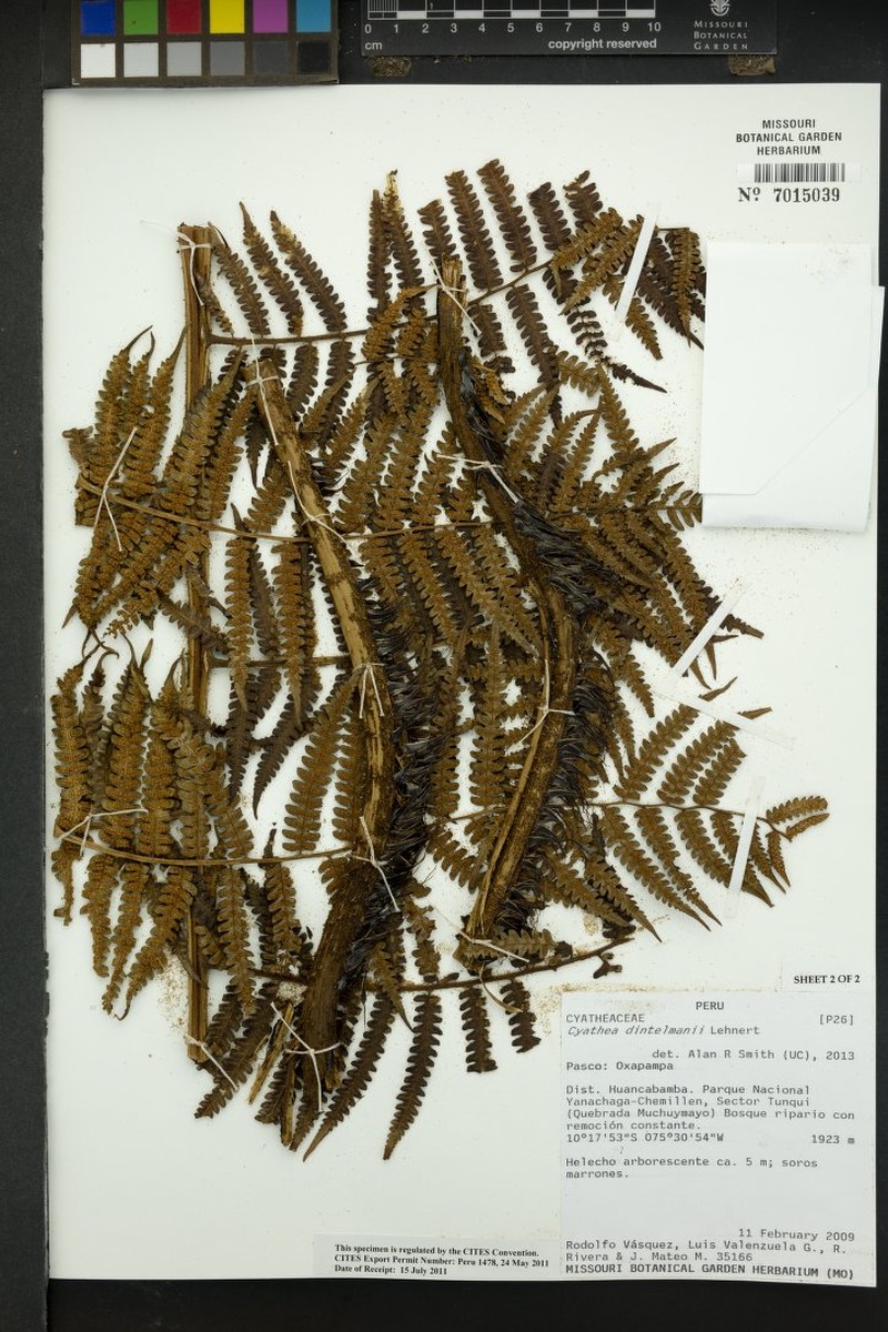Cyathea dintelmannii