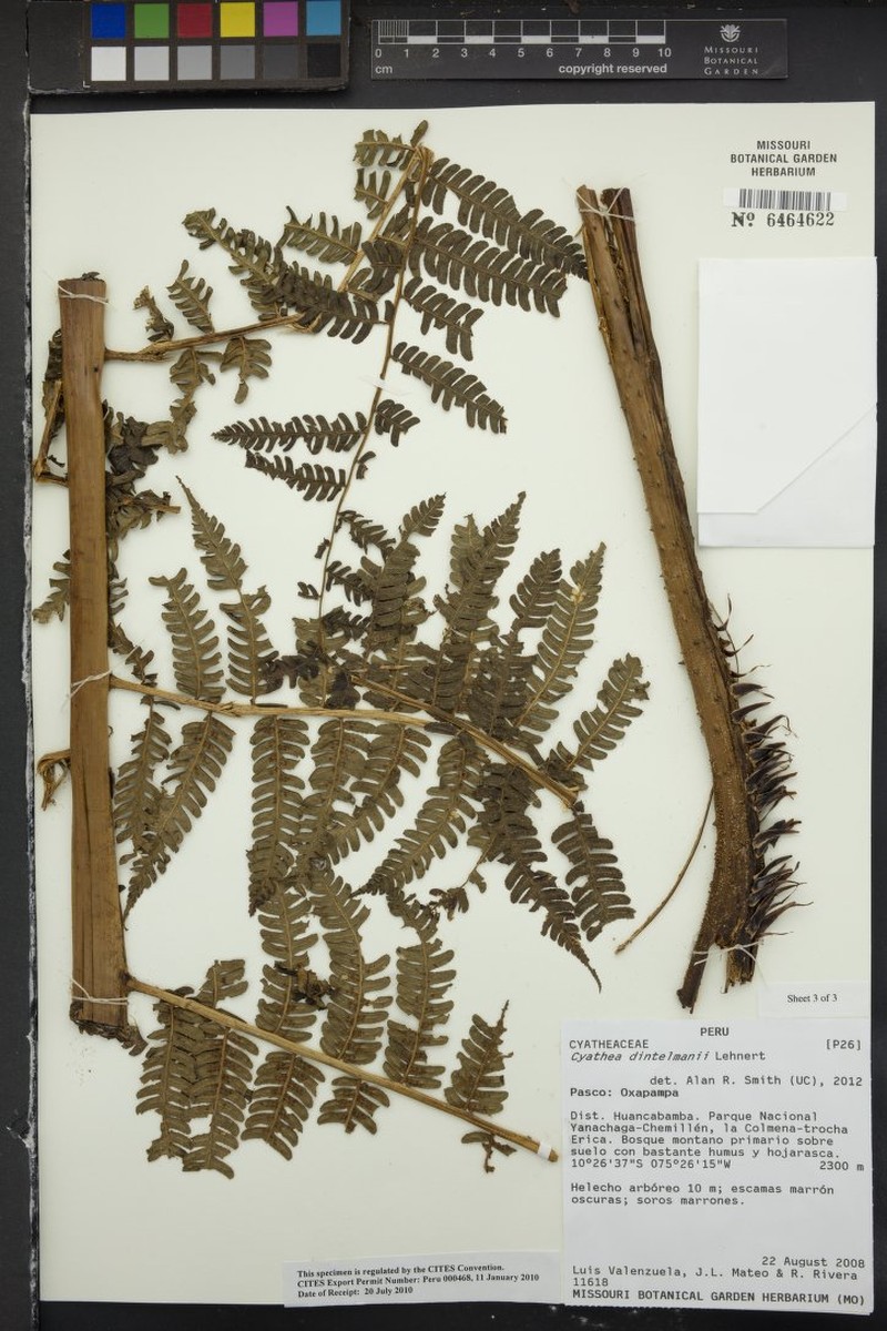 Cyathea dintelmannii photo 2