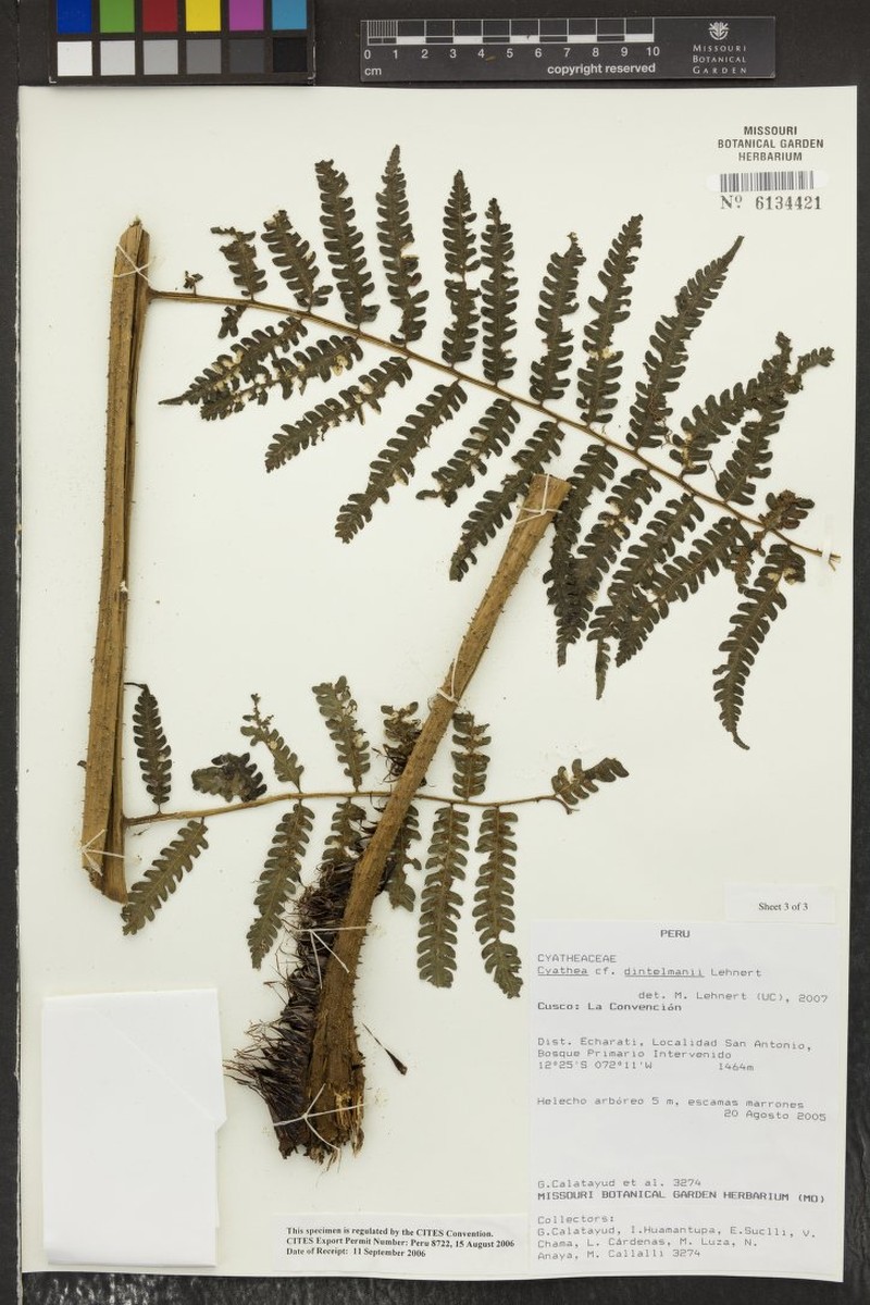 Cyathea dintelmannii photo 3