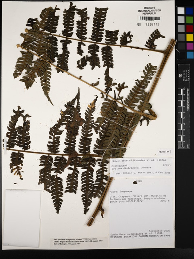 Cyathea dintelmannii photo 4