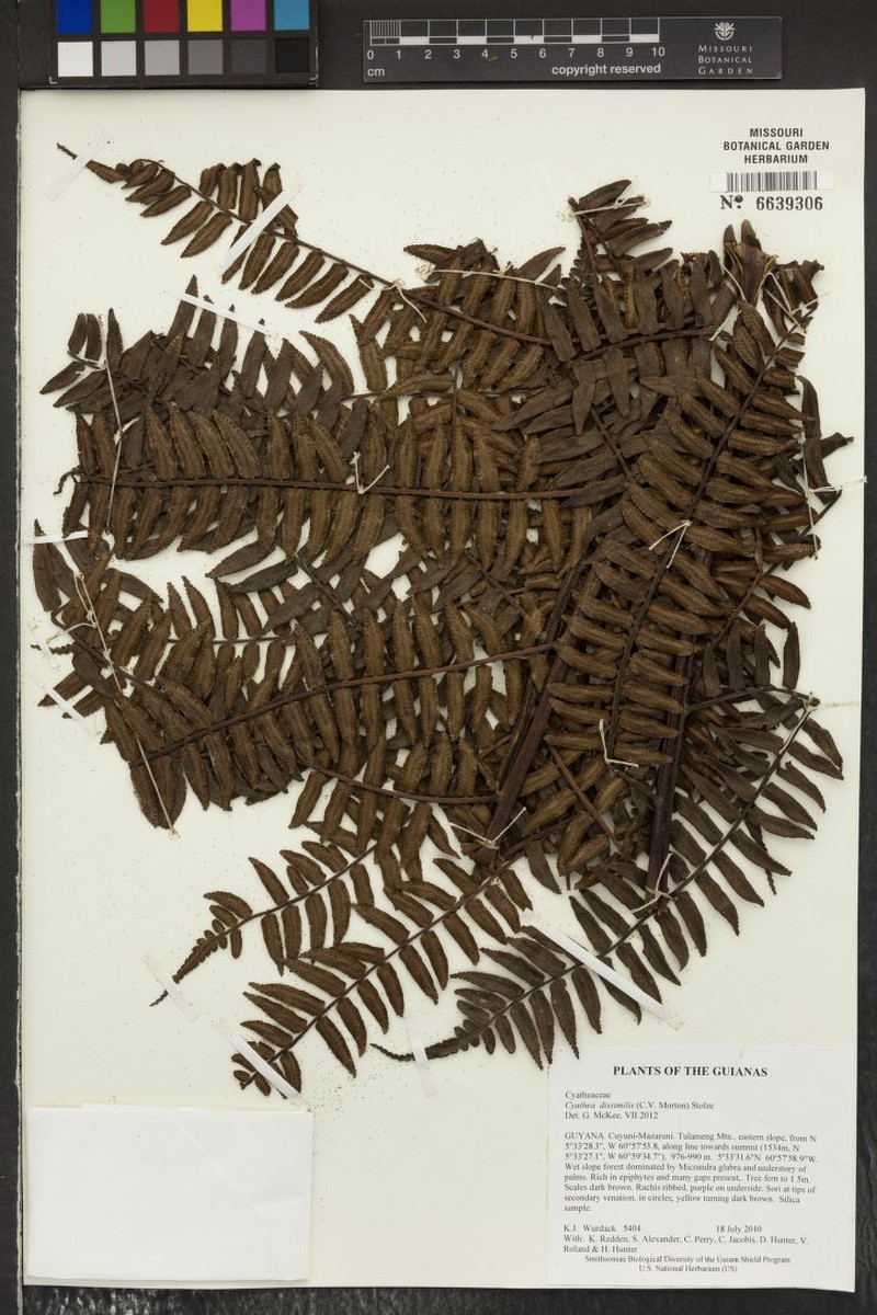 Cyathea dissimilis