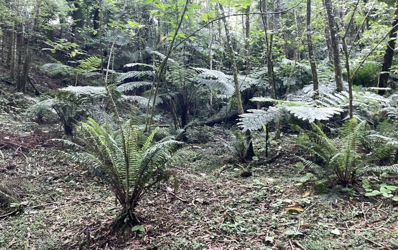 Cyathea divergens photo 2