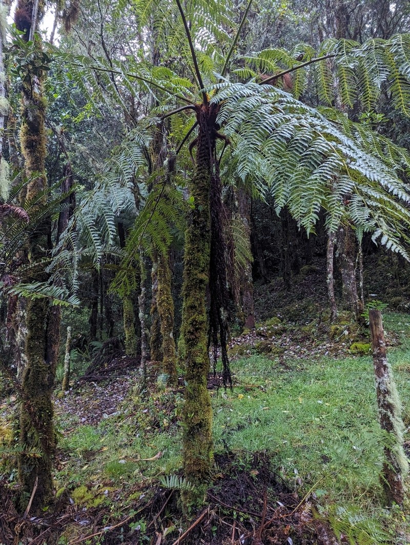 Cyathea divergens photo 3