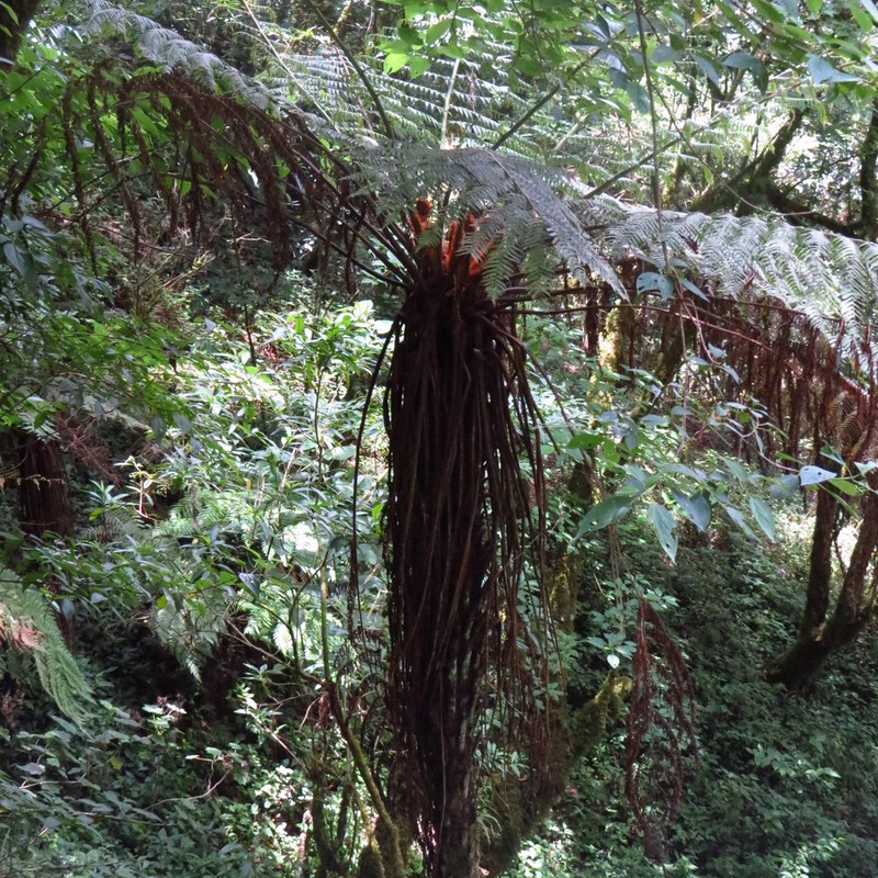 Cyathea divergens photo 4