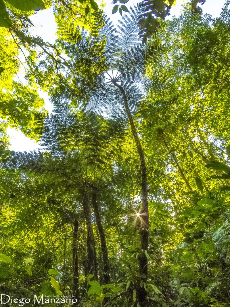 Cyathea divergens photo 5