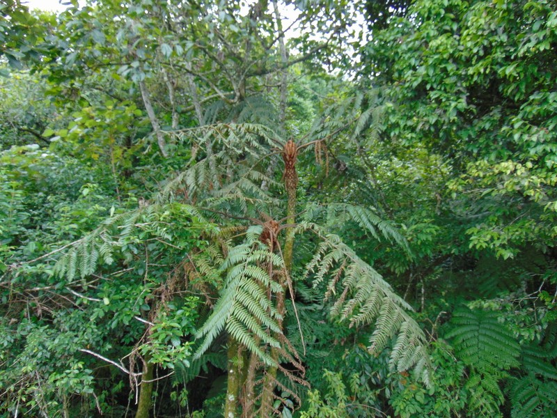 Cyathea divergens photo 6