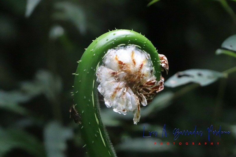 Cyathea divergens photo 7