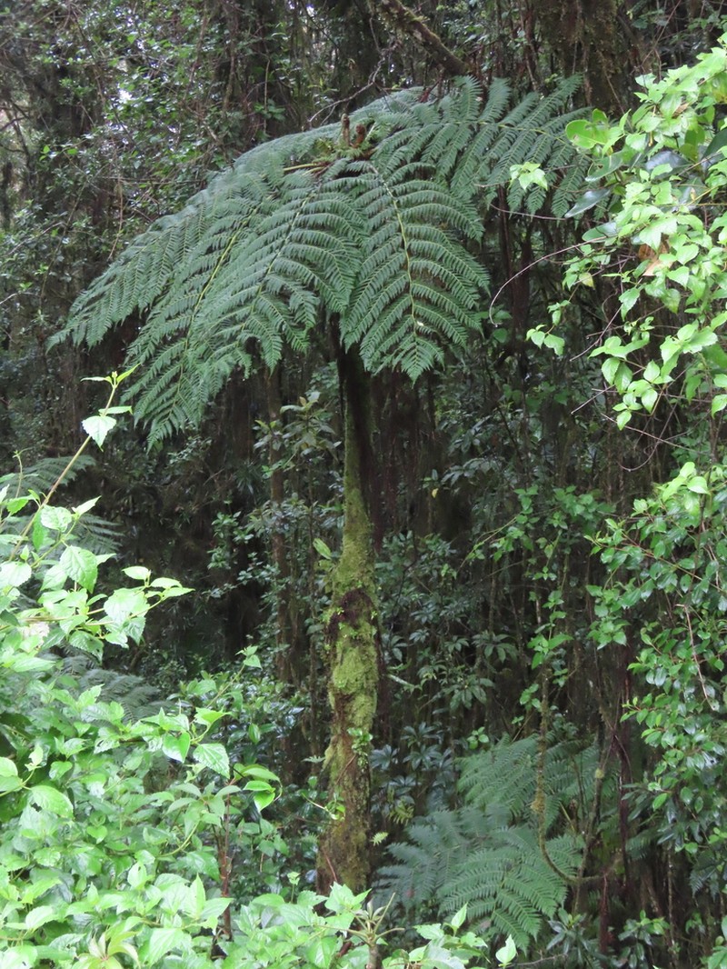 Cyathea divergens photo 8