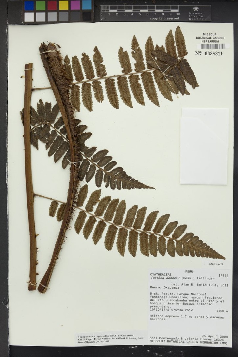 Cyathea dombeyi