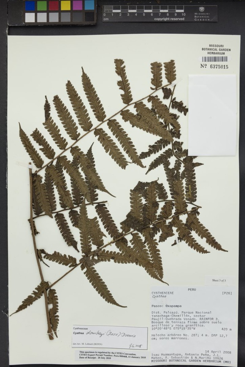 Cyathea dombeyi photo 2