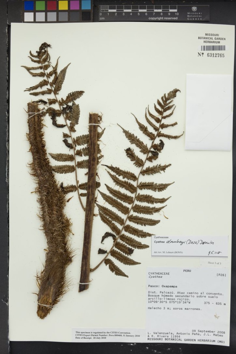 Cyathea dombeyi photo 3
