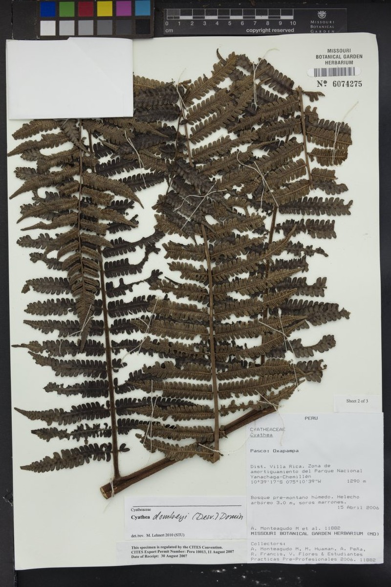 Cyathea dombeyi photo 4
