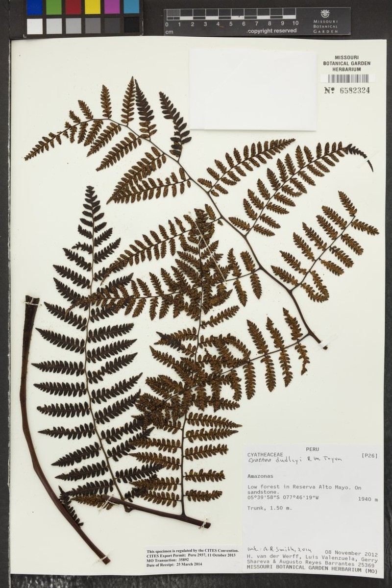 Cyathea dudleyi