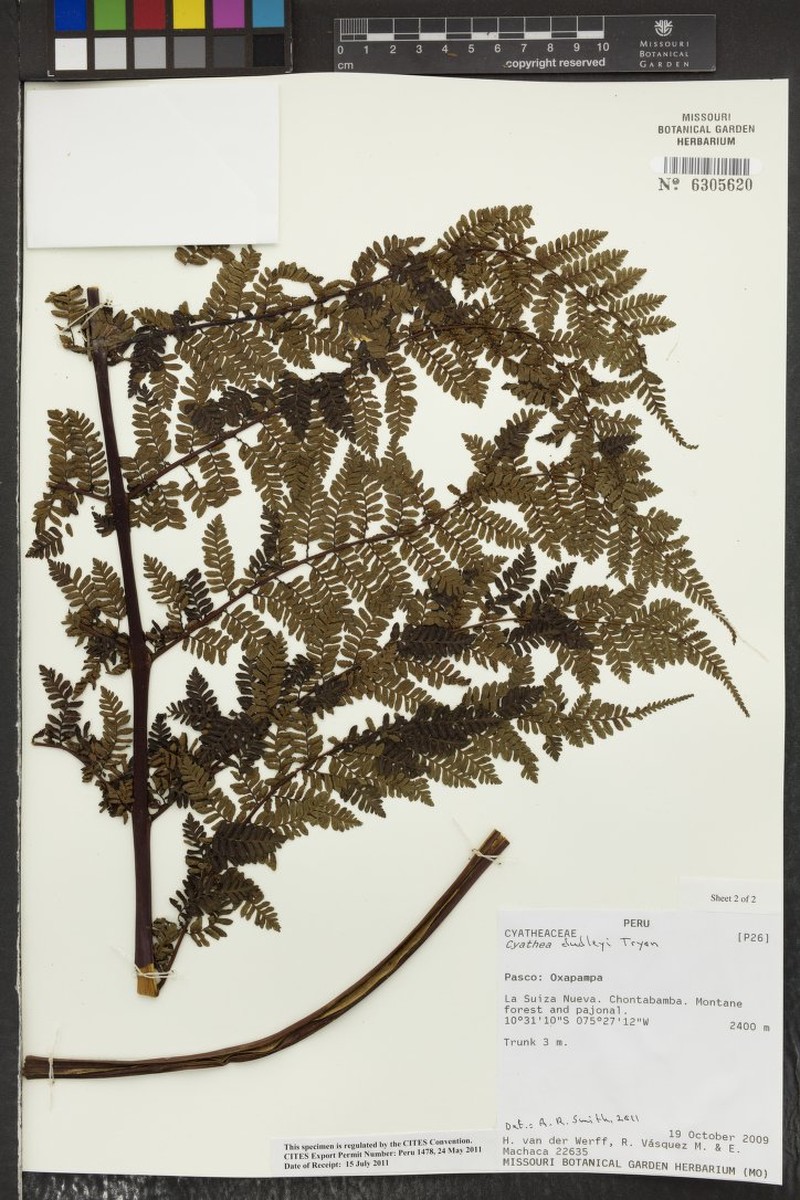 Cyathea dudleyi photo 2
