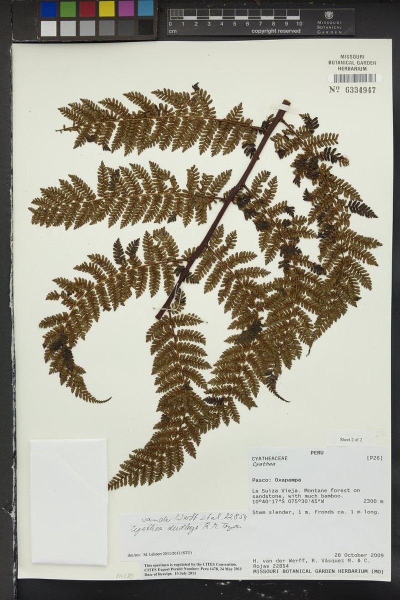 Cyathea dudleyi photo 3