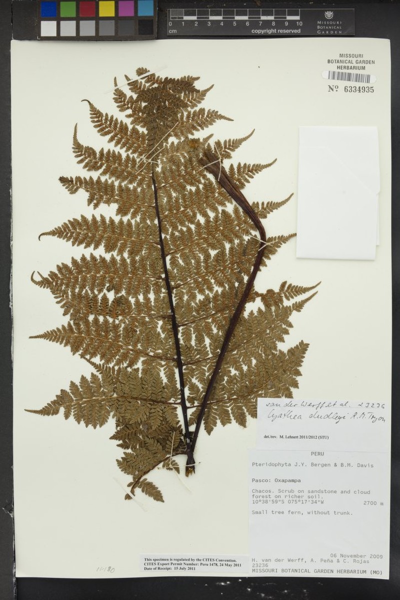 Cyathea dudleyi photo 4