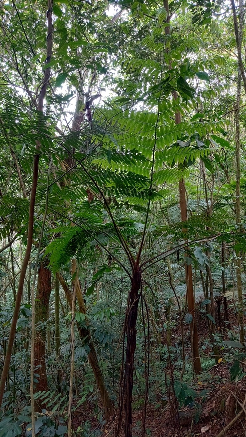 Cyathea ebenina