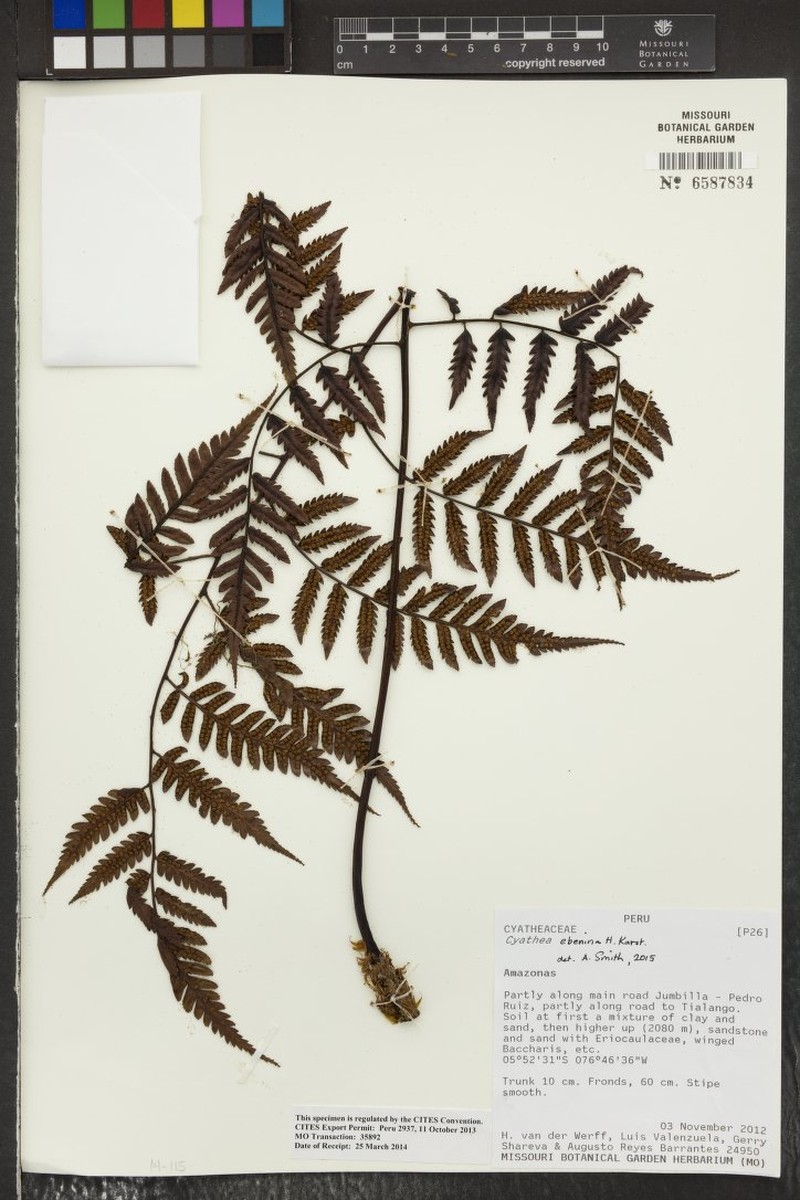 Cyathea ebenina photo 2
