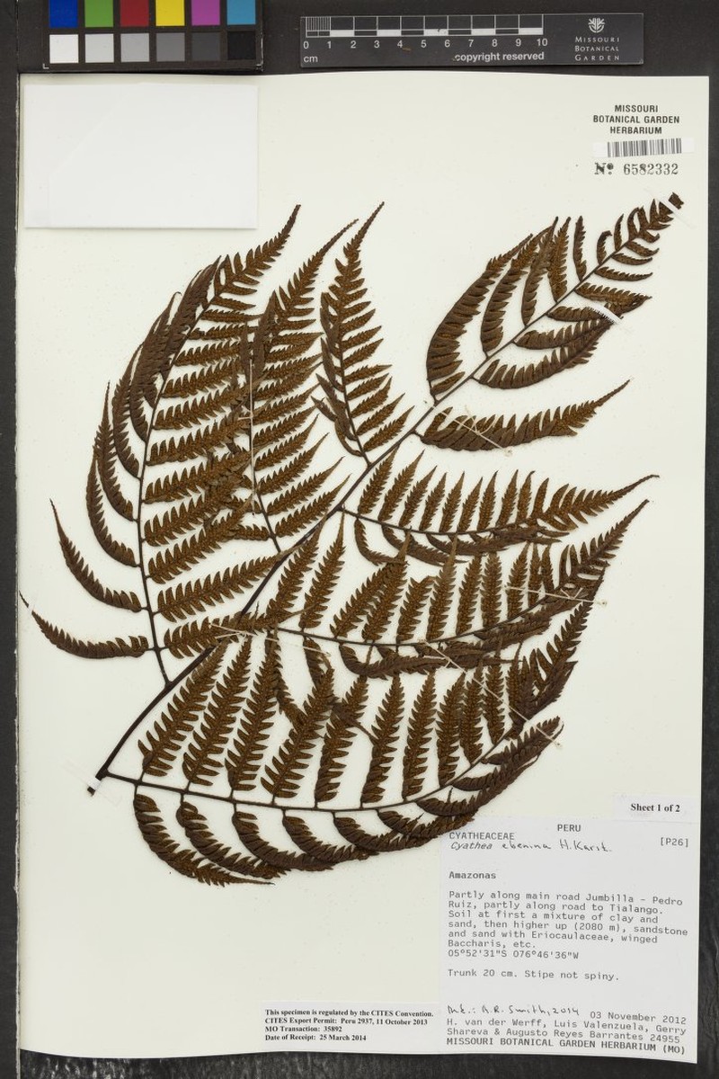 Cyathea ebenina photo 3