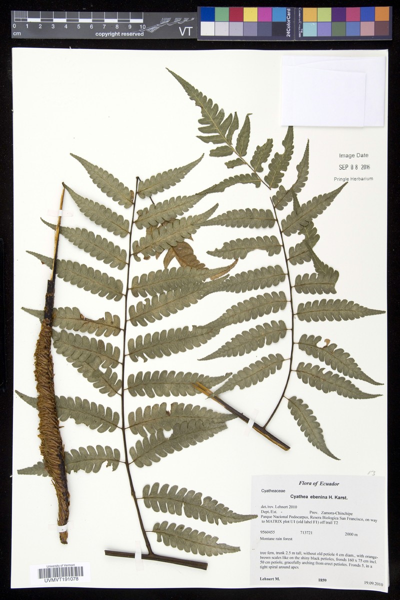 Cyathea ebenina photo 4