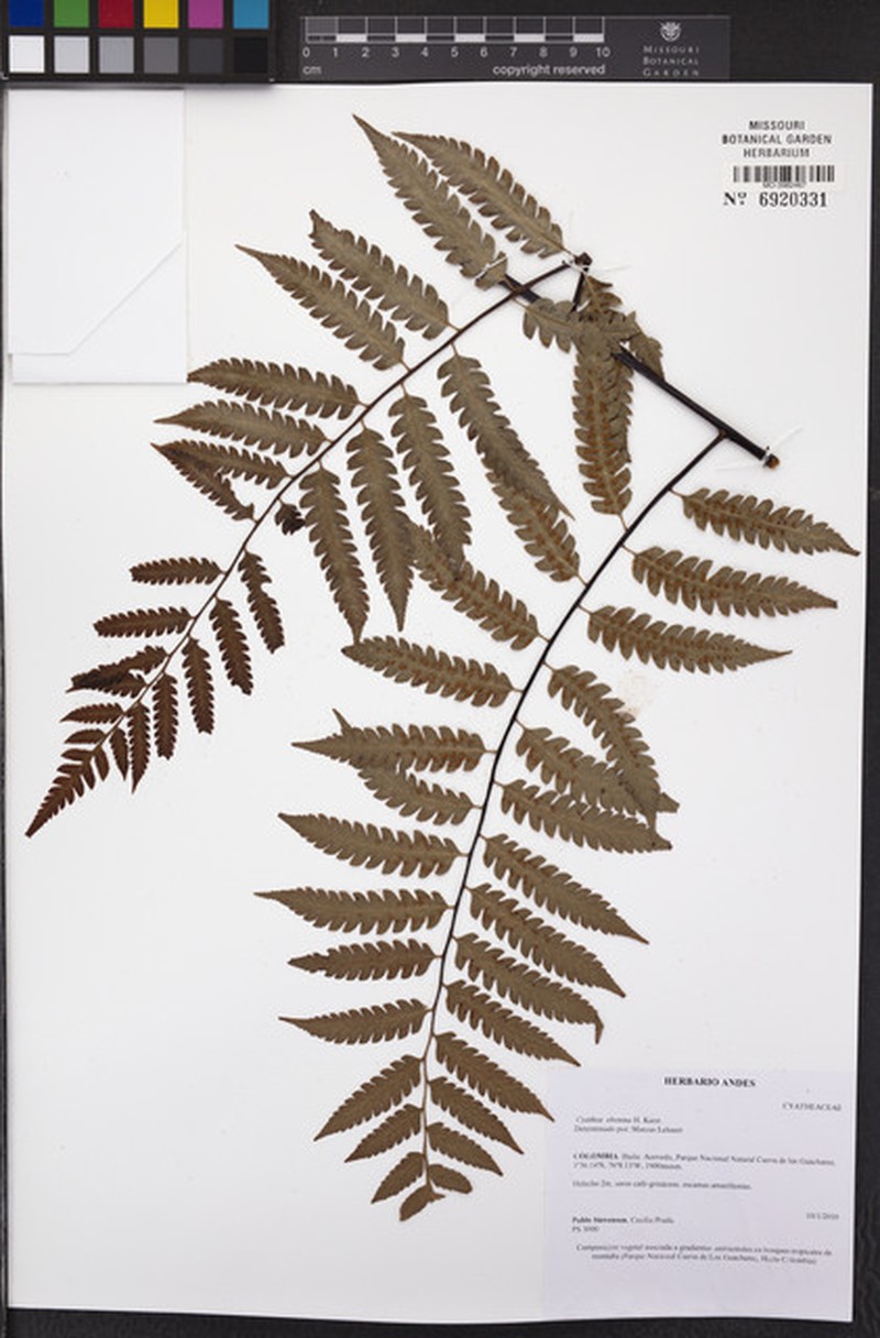 Cyathea ebenina photo 5