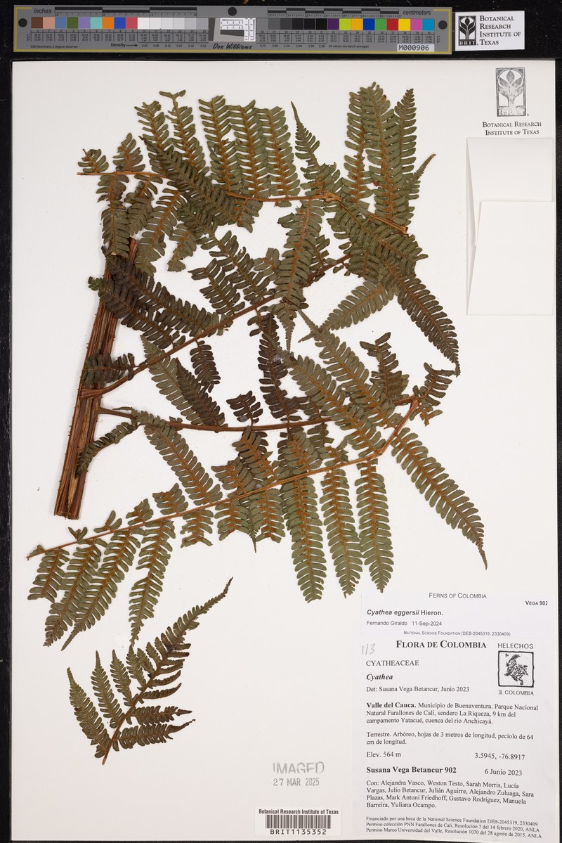 Cyathea eggersii photo 2