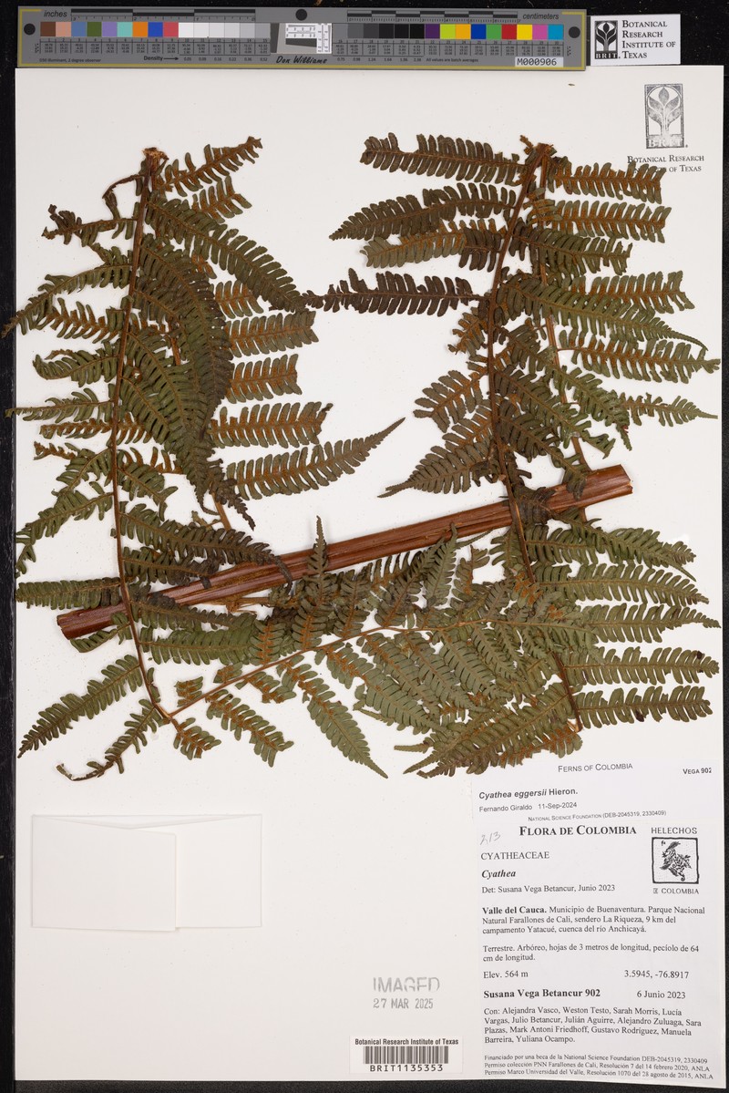 Cyathea eggersii photo 3