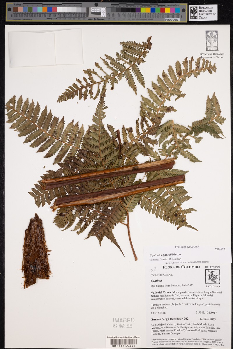 Cyathea eggersii photo 4