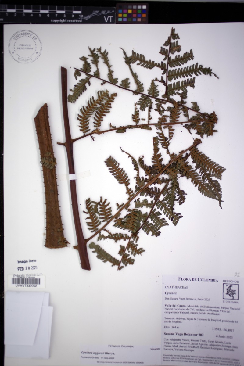 Cyathea eggersii photo 5