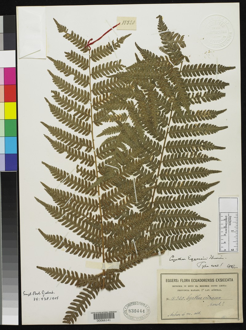 Cyathea eggersii