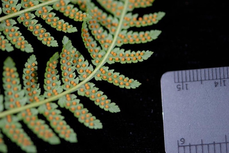 Cyathea epaleata