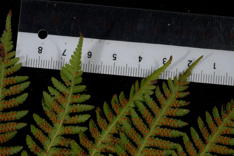 Cyathea epaleata photo 2