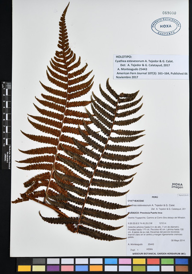 Cyathea estevesorum