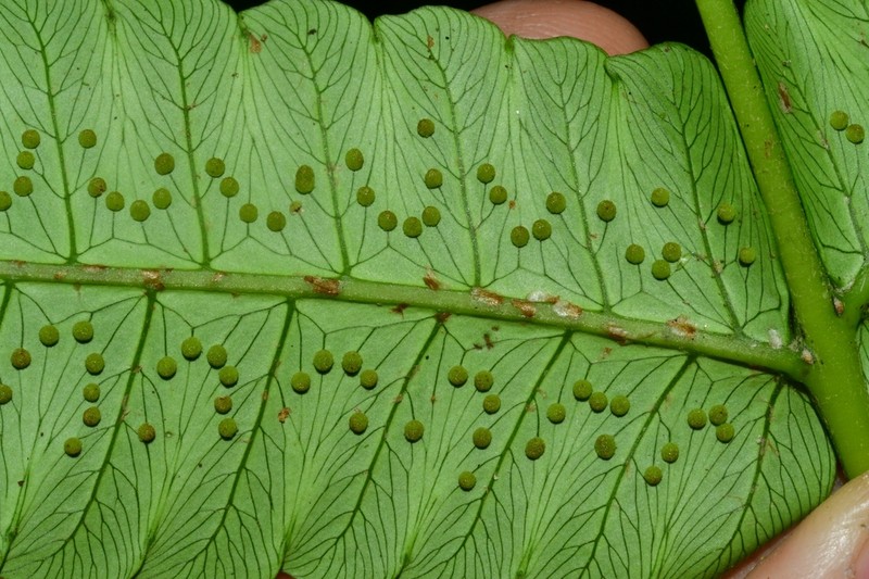 Cyathea ewanii