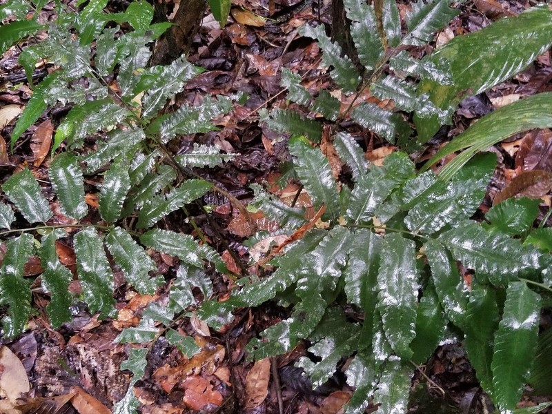 Cyathea ewanii photo 2