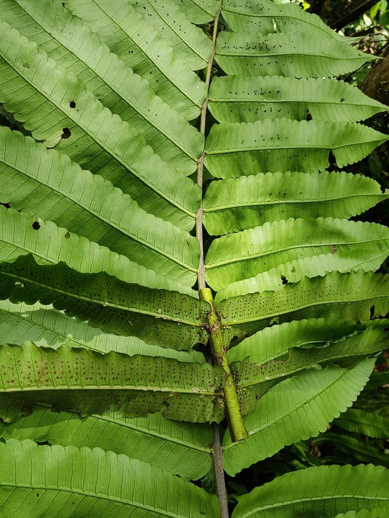 Cyathea ewanii photo 3