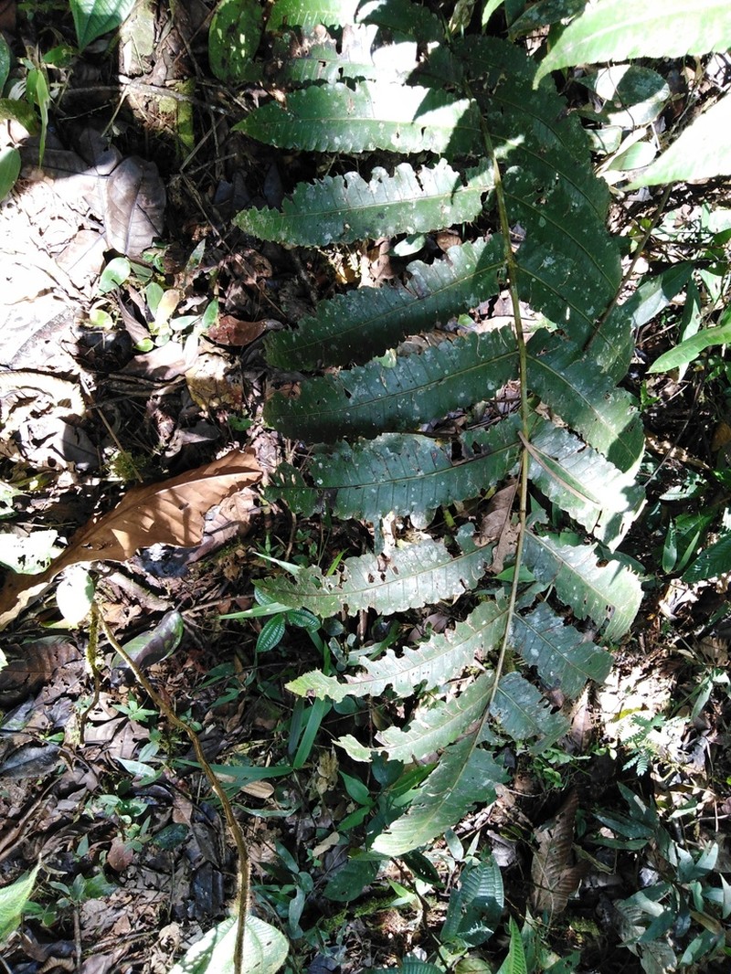 Cyathea ewanii photo 4