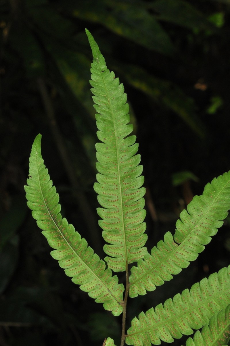 Cyathea ewanii photo 5