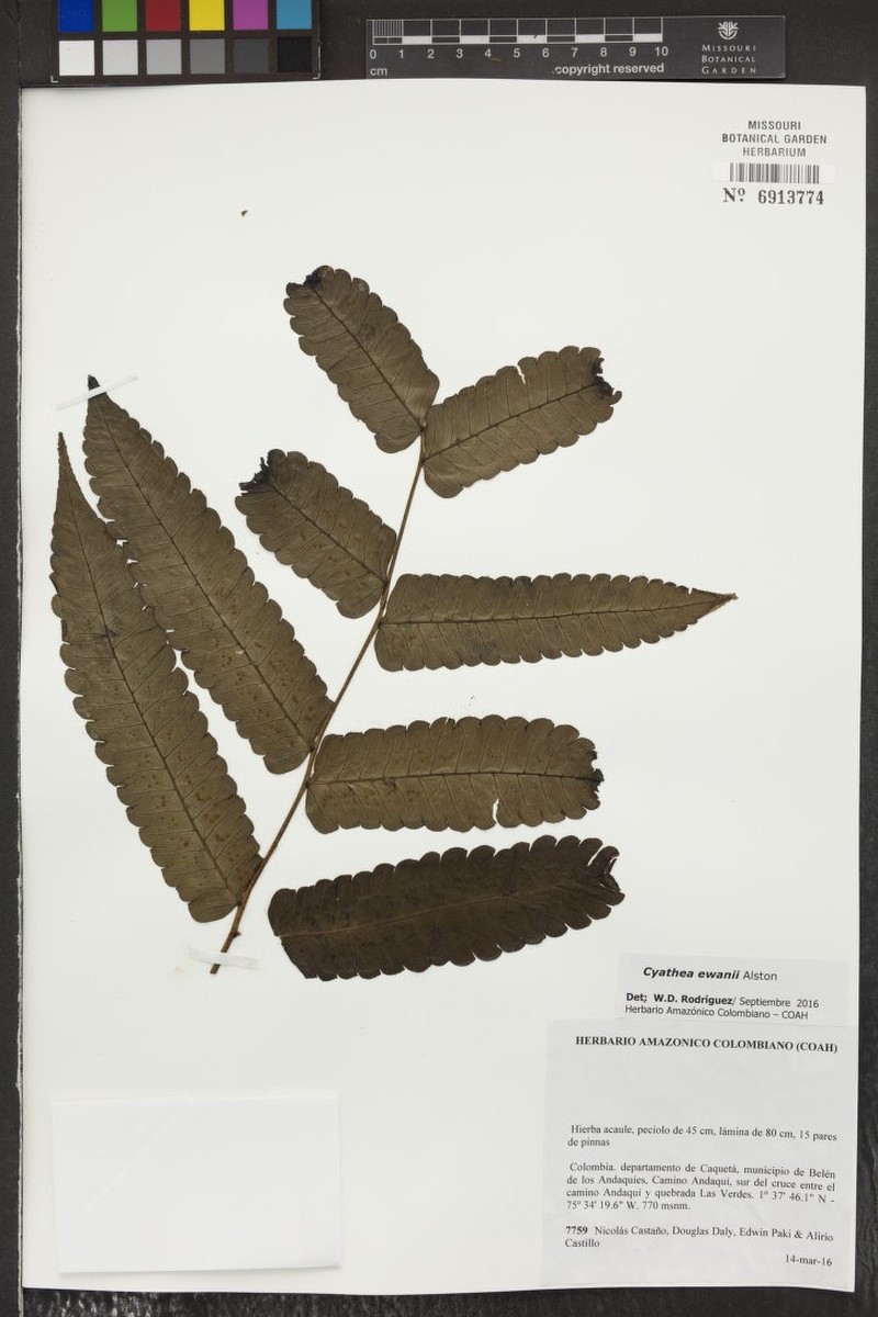 Cyathea ewanii photo 7