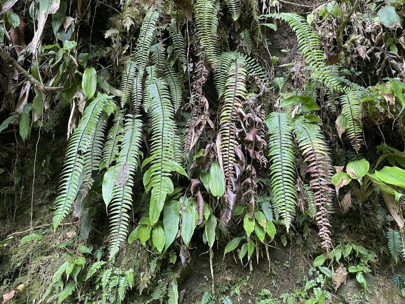 Cyathea falcata