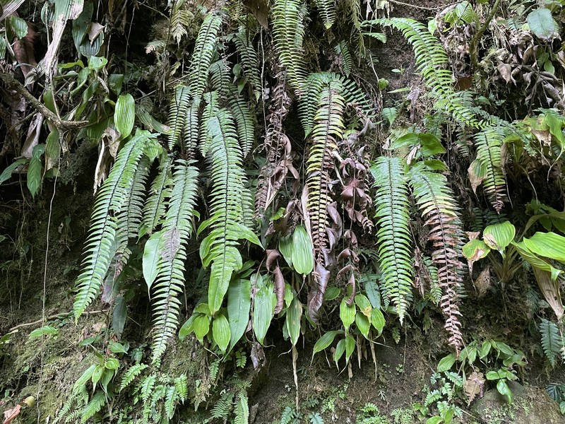 Cyathea falcata photo 2