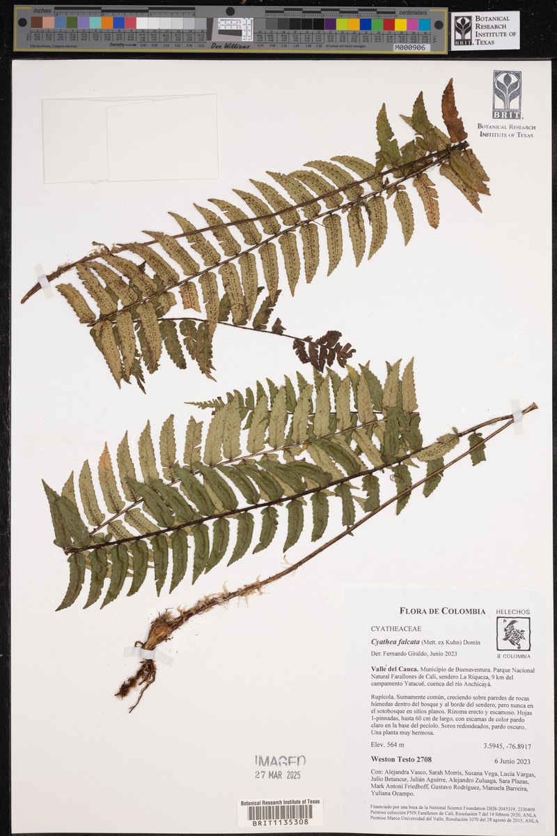Cyathea falcata photo 3