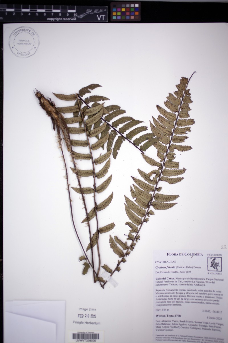 Cyathea falcata photo 4