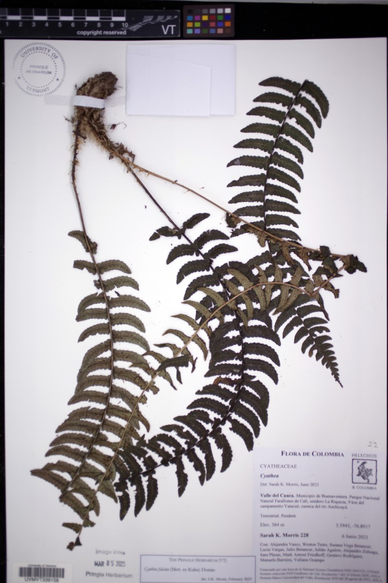 Cyathea falcata photo 5