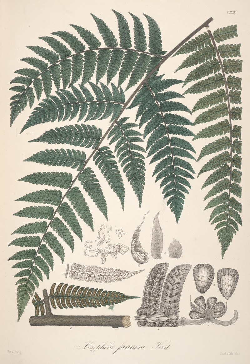 Cyathea farinosa