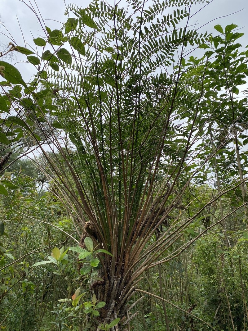 Cyathea feeana