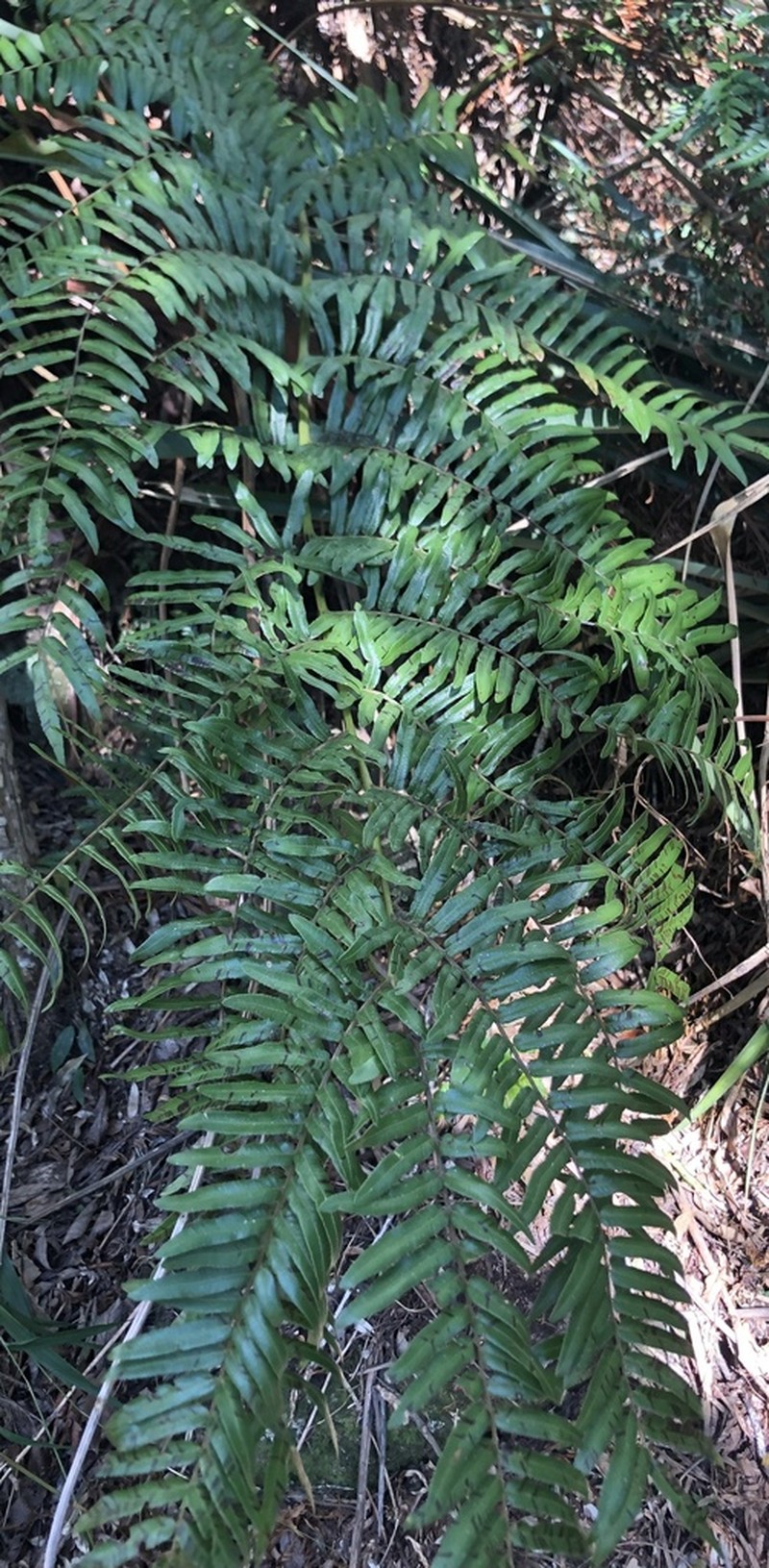Cyathea feeana photo 3
